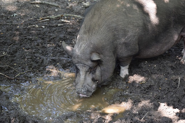 著降低了生 著降低了生
